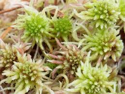 Attēlu rezultāti vaicājumam “Sphagnum capillifolium”