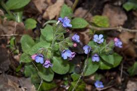 Image result for Lungenkraut