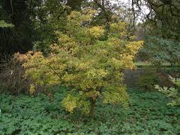Attēlu rezultāti vaicājumam “Enkianthus chinensis leaf”