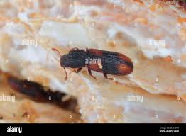 Attēlu rezultāti vaicājumam “Bitoma crenata”