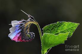 Attēlu rezultāti vaicājumam “Symphytum grandiflorum flower”