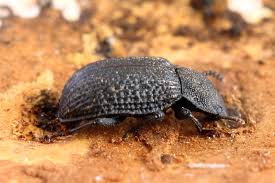 Attēlu rezultāti vaicājumam “Bolitophagus reticulatus”