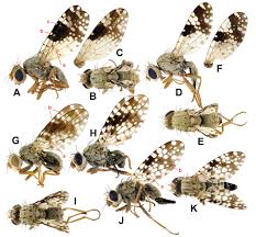 Attēlu rezultāti vaicājumam “Tephritidae”