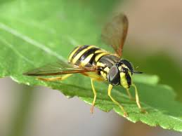 Attēlu rezultāti vaicājumam “Chrysotoxum sp.”