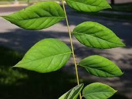 Attēlu rezultāti vaicājumam “Gymnocladus dioicus leaf”