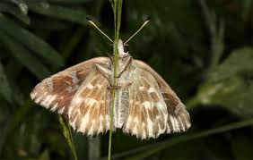 Attēlu rezultāti vaicājumam “Carcharodus floccifera upperside”