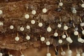 Attēlu rezultāti vaicājumam “Physarum album”