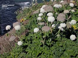 Attēlu rezultāti vaicājumam “Umbelliferae”