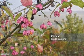 Attēlu rezultāti vaicājumam “Euonymus europaeus bud”