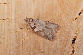 Attēlu rezultāti vaicājumam “Eana incanana”