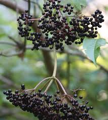 Attēlu rezultāti vaicājumam “Sambucus nigra fruit”