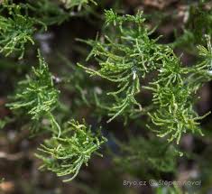 Attēlu rezultāti vaicājumam “Pseudoleskeella nervosa”