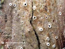 Attēlu rezultāti vaicājumam “Stictis”