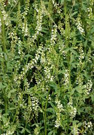 Attēlu rezultāti vaicājumam “Melilotus wolgicus”