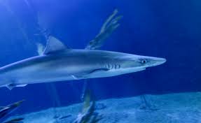 Image result for Galeorhinus galeus