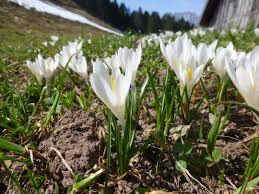 Attēlu rezultāti vaicājumam “Crocus vernus subsp. vernus flower”