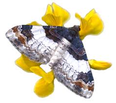 Attēlu rezultāti vaicājumam “Diasemia reticularis”