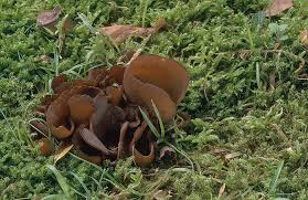 Attēlu rezultāti vaicājumam “Otidea bufonia”