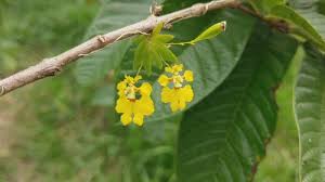 Attēlu rezultāti vaicājumam “Heyderia pusilla”