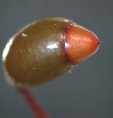 Attēlu rezultāti vaicājumam “Rhytidiadelphus subpinnatus sporophyte”