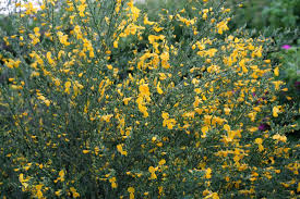 Attēlu rezultāti vaicājumam “Cytisus scoparius flower”