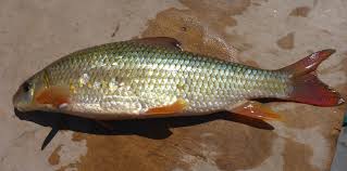 Image result for Moxostoma macrolepidotum