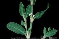 Attēlu rezultāti vaicājumam “Polygonum arenastrum flower”