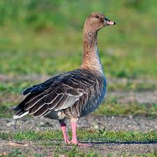 Attēlu rezultāti vaicājumam “Anser brachyrhynchus”