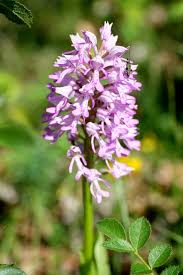 Attēlu rezultāti vaicājumam “Orchis militaris flower”