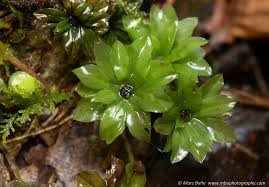 Attēlu rezultāti vaicājumam “Rhodobryum roseum”