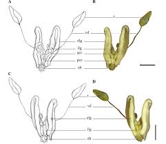 Attēlu rezultāti vaicājumam “Collaria sp.”