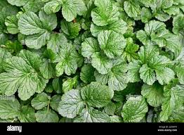 Attēlu rezultāti vaicājumam “Geum urbanum leaf”