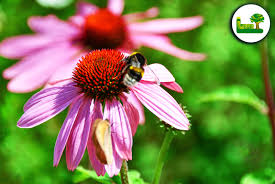 Image result for roter Sonnenhut