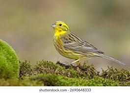 Attēlu rezultāti vaicājumam “Emberiza citrinella”