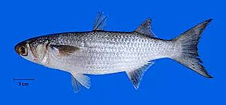Image result for Mugil curema