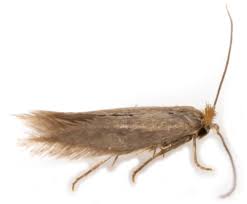 Attēlu rezultāti vaicājumam “Bucculatrix rhamniella”