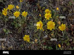 Attēlu rezultāti vaicājumam “Crepis tectorum fruit”