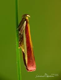 Attēlu rezultāti vaicājumam “Oncocera semirubella”