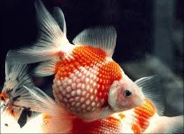 Image result for 金魚