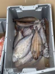 Image result for Glyptocephalus cynoglossus