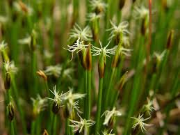 Attēlu rezultāti vaicājumam “Trichophorum cespitosum fruit”