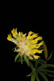 Attēlu rezultāti vaicājumam “Anthyllis arenaria”