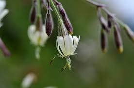 Attēlu rezultāti vaicājumam “Silene nutans flower”