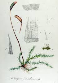 Attēlu rezultāti vaicājumam “Amblystegium serpens”