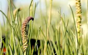 Attēlu rezultāti vaicājumam “Triglochin maritimum flower”