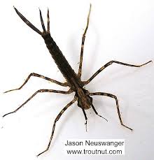 Attēlu rezultāti vaicājumam “Calopterygidae”