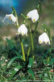 Attēlu rezultāti vaicājumam “Leucojum vernum var. carpathicum”