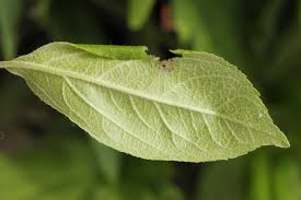 Attēlu rezultāti vaicājumam “Gelechia rhombella”