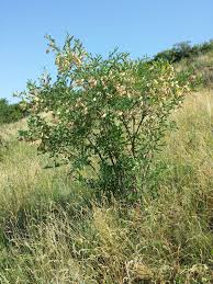 Image result for Colutea arborescens