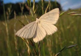 Attēlu rezultāti vaicājumam “Siona lineata”